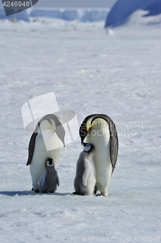 Image of Emperor Penguins with chicks