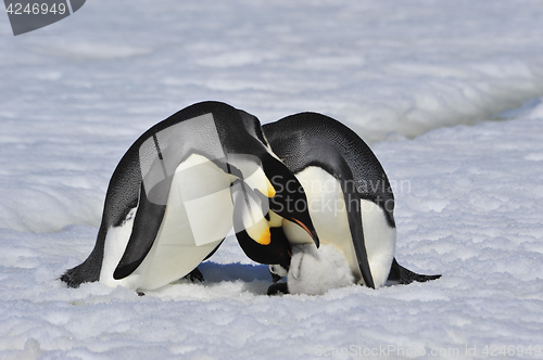 Image of Emperor Penguins with chick