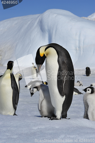 Image of Emperor Penguins with chicks