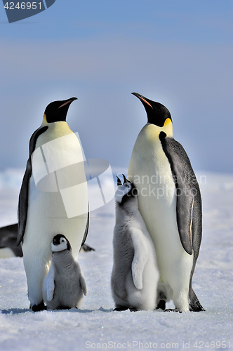 Image of Emperor Penguins with chicks