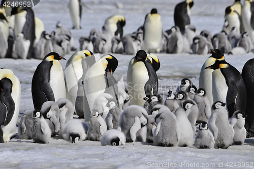 Image of Emperor Penguins with chick