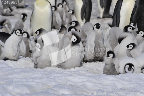 Image of Emperor Penguins with chicks