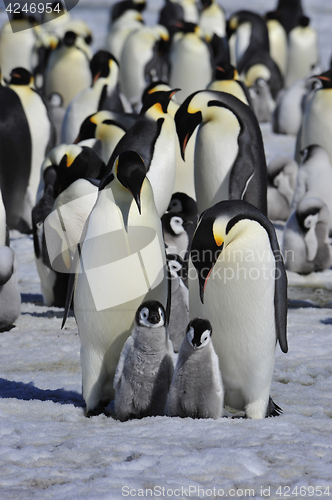 Image of Emperor Penguins with chick