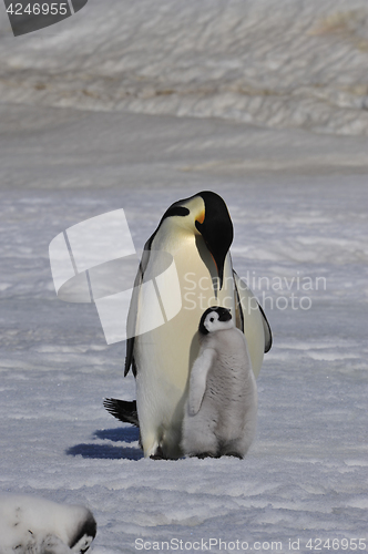 Image of Emperor Penguin with chick