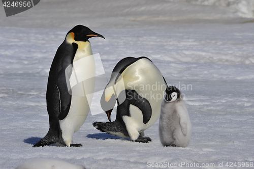 Image of Emperor Penguins with chicks