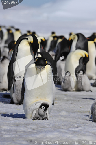 Image of Emperor Penguins with chick