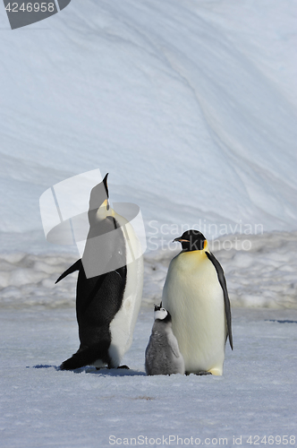 Image of Emperor Penguins with chicks