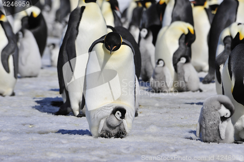 Image of Emperor Penguins with chick