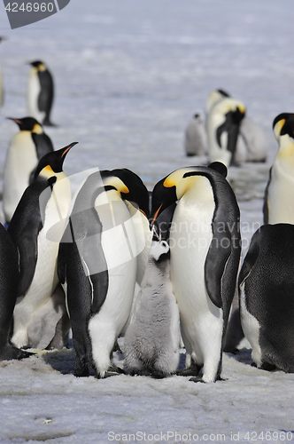 Image of Emperor Penguins with chick