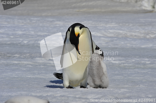 Image of Emperor Penguin with chick