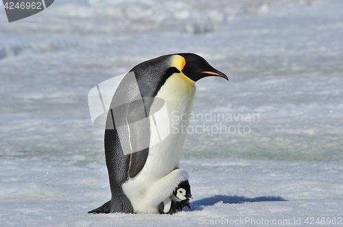 Image of Emperor Penguin with chick