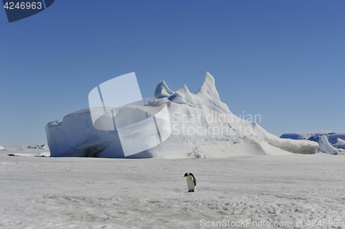Image of Beautiful view of icebergs Snow Hill Antarctica