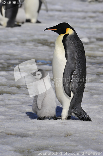 Image of Emperor Penguins with chick