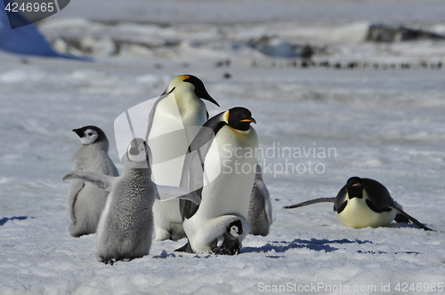 Image of Emperor Penguins with chicks