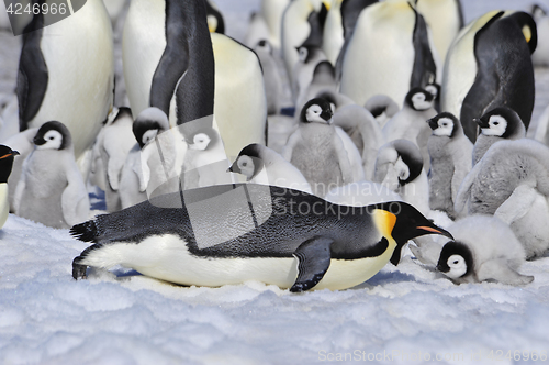 Image of Emperor Penguins with chicks