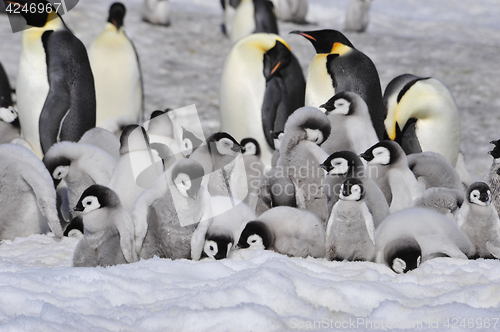 Image of Emperor Penguins with chicks