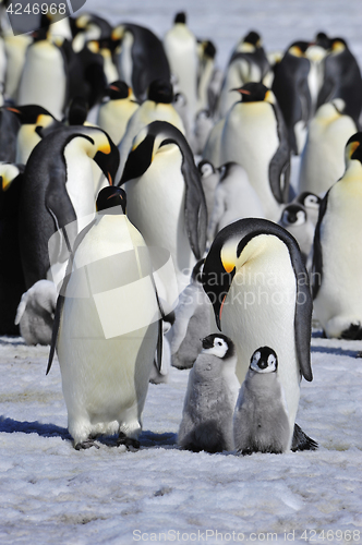 Image of Emperor Penguins with chick