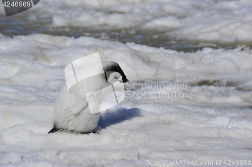 Image of Emperor Penguin chicks in Antarctica