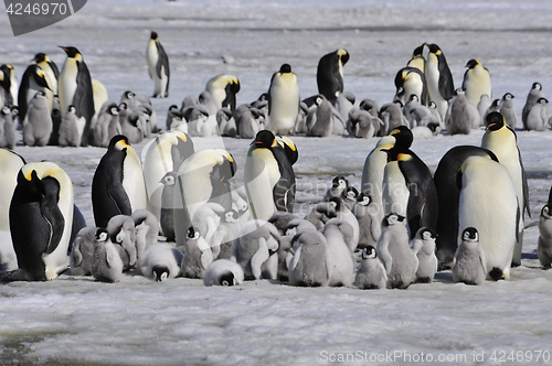 Image of Emperor Penguins with chick