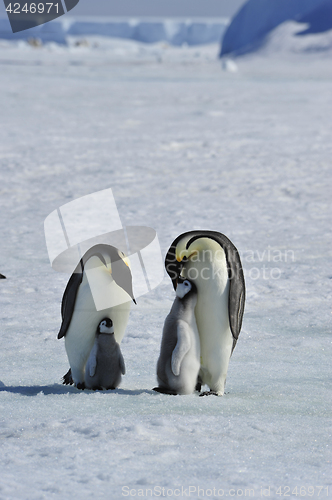 Image of Emperor Penguins with chicks