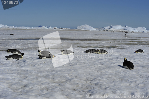 Image of Emperor Penguins on the ice