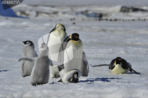 Image of Emperor Penguins with chicks