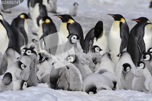 Image of Emperor Penguins with chicks