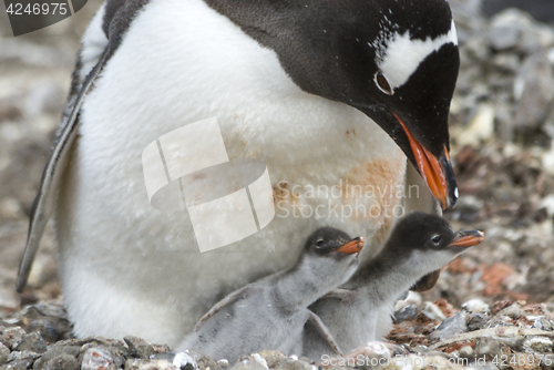 Image of Adult Gentoo penguiN with chick.