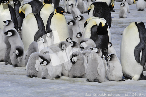 Image of Emperor Penguins with chick