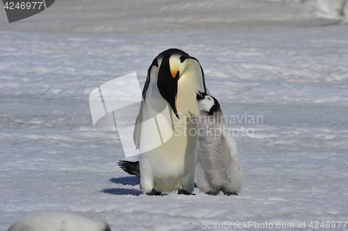 Image of Emperor Penguin with chick