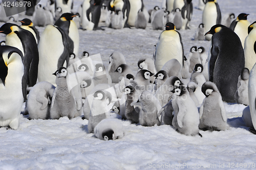 Image of Emperor Penguins with chicks