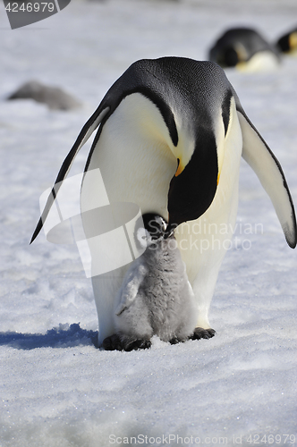 Image of Emperor Penguins with chick