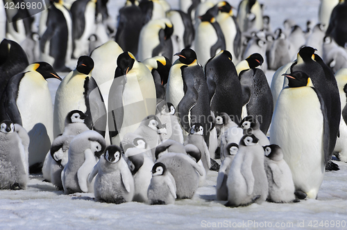 Image of Emperor Penguins with chick