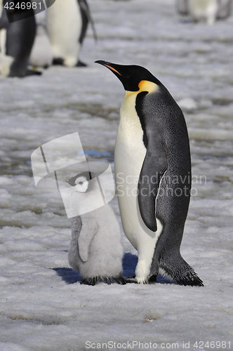 Image of Emperor Penguins with chick