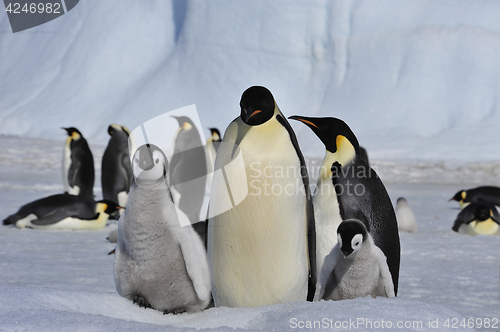 Image of Emperor Penguins with chicks