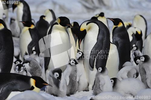 Image of Emperor Penguins with chicks