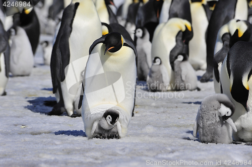 Image of Emperor Penguins with chick