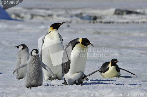 Image of Emperor Penguins with chicks
