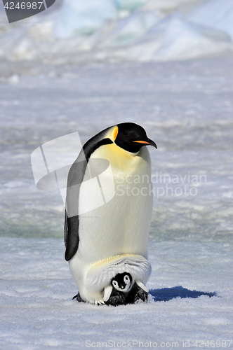 Image of Emperor Penguin with chick