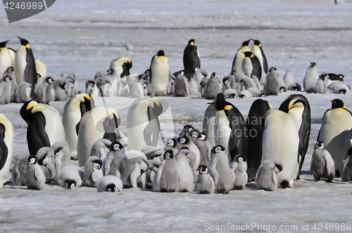 Image of Emperor Penguins with chick