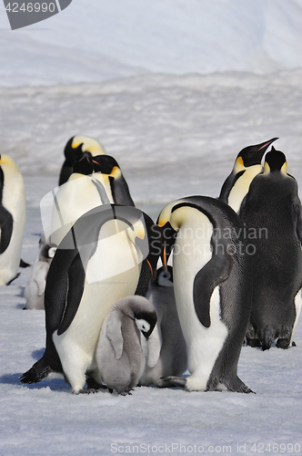 Image of Emperor Penguins with chicks