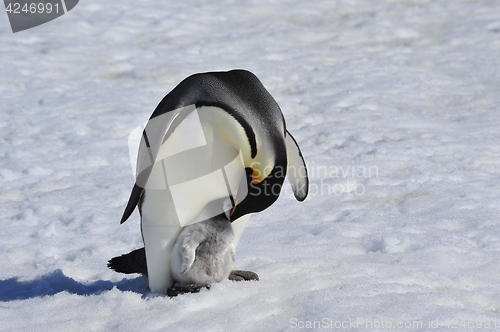 Image of Emperor Penguins with chick