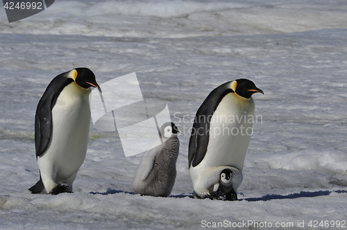 Image of Emperor Penguins with chicks