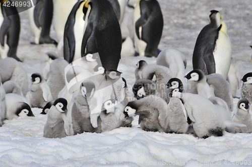 Image of Emperor Penguins with chicks