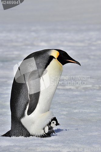 Image of Emperor Penguin with chick