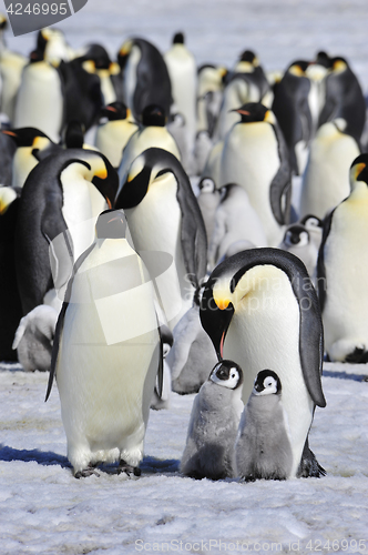 Image of Emperor Penguins with chick