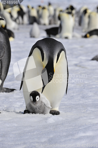 Image of Emperor Penguins with chick