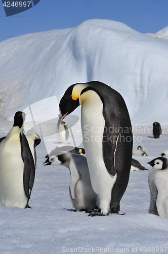 Image of Emperor Penguins with chicks