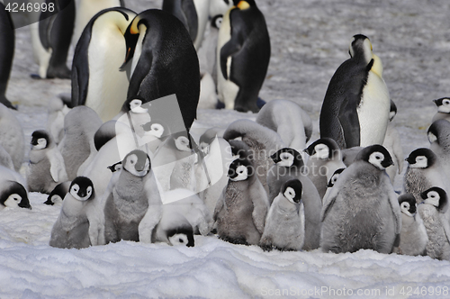 Image of Emperor Penguins with chicks