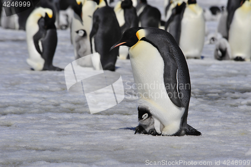 Image of Emperor Penguins with chick